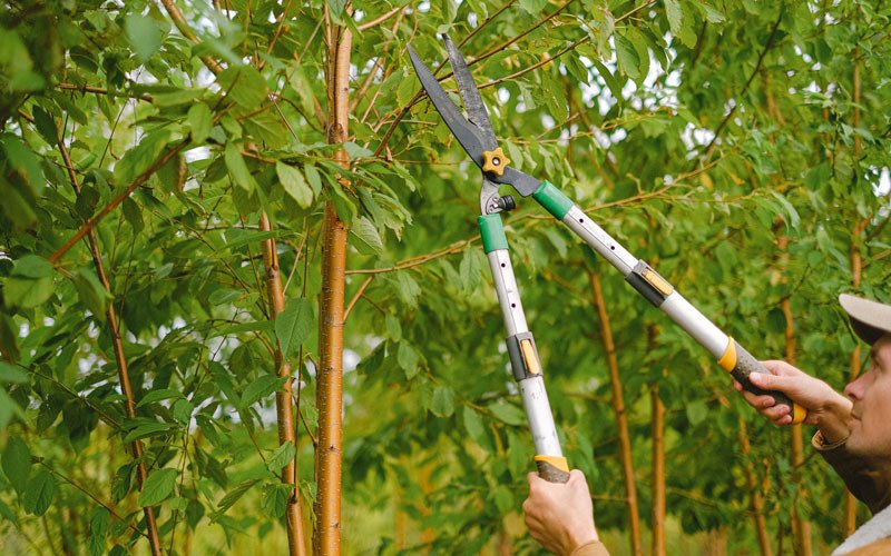 Tree trimming in Clementon, NJ